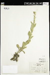 Verbascum thapsus image