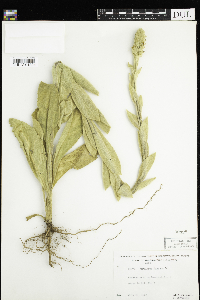 Verbascum thapsus image