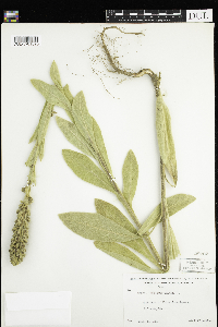 Verbascum thapsus image