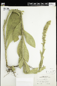 Verbascum thapsus image