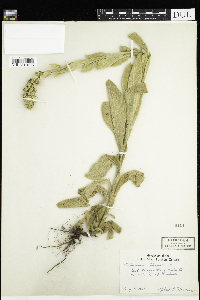 Verbascum thapsus image