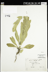 Verbascum thapsus image