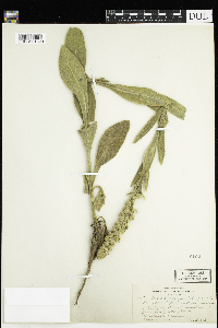 Verbascum thapsus image