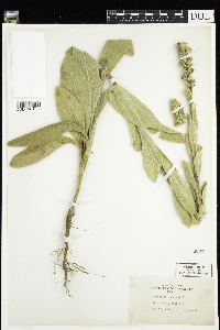 Verbascum thapsus image