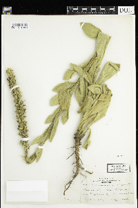 Verbascum thapsus image