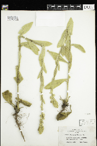 Verbascum thapsus image