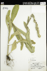 Verbascum thapsus image