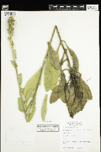 Verbascum thapsus image