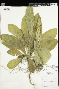 Verbascum thapsus image