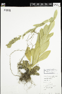 Verbascum thapsus image