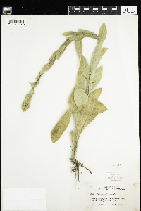 Verbascum thapsus image