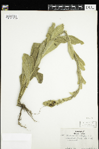 Verbascum thapsus image