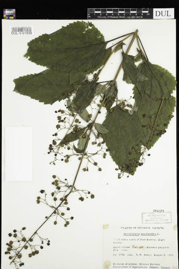 Scrophularia marilandica image