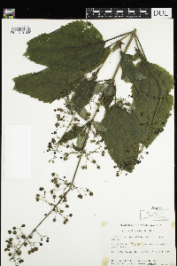 Media resource of Scrophularia marilandica