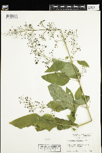 Scrophularia marilandica image