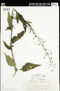 Scrophularia marilandica image