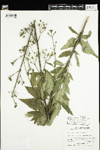 Scrophularia marilandica image