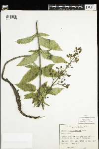Scrophularia lanceolata image