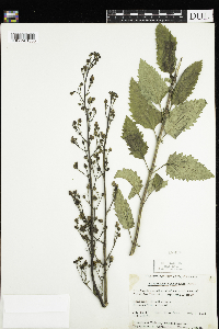 Scrophularia lanceolata image