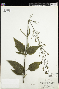 Scrophularia lanceolata image