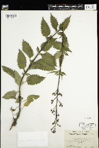 Scrophularia lanceolata image