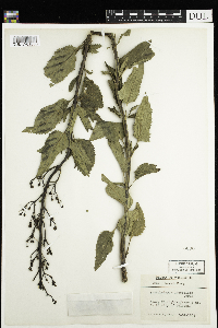 Scrophularia lanceolata image