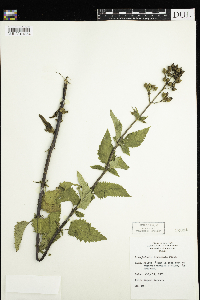 Scrophularia lanceolata image