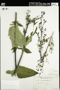 Scrophularia lanceolata image
