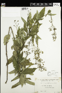 Scrophularia lanceolata image