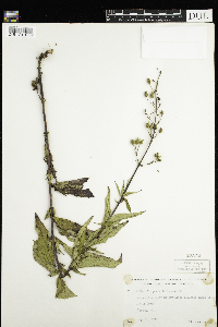 Scrophularia lanceolata image