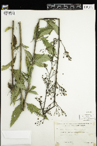 Scrophularia lanceolata image