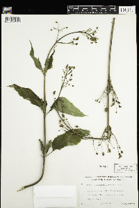 Scrophularia lanceolata image