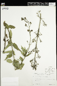Scrophularia lanceolata image