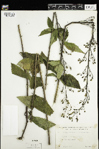 Scrophularia lanceolata image