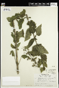 Scrophularia lanceolata image