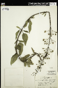 Scrophularia lanceolata image