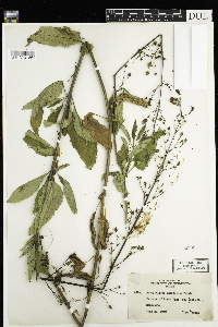 Scrophularia lanceolata image