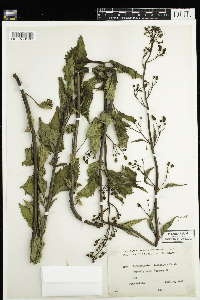 Scrophularia lanceolata image