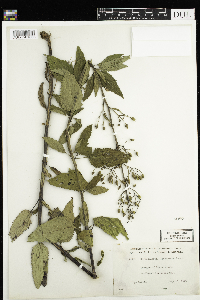 Scrophularia lanceolata image
