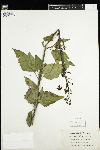 Scrophularia lanceolata image