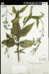 Scrophularia lanceolata image