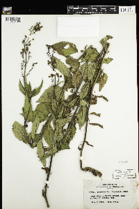 Scrophularia lanceolata image