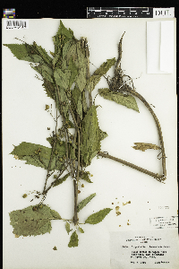 Scrophularia lanceolata image