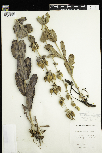 Penstemon grandiflorus image