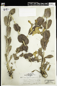 Penstemon grandiflorus image