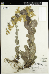 Penstemon grandiflorus image