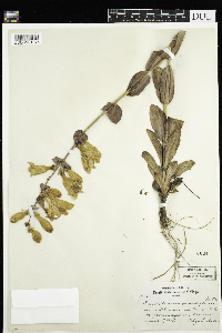 Penstemon grandiflorus image