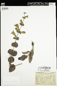 Penstemon grandiflorus image