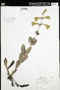 Penstemon grandiflorus image