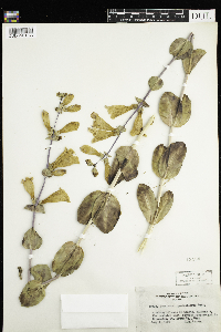 Penstemon grandiflorus image